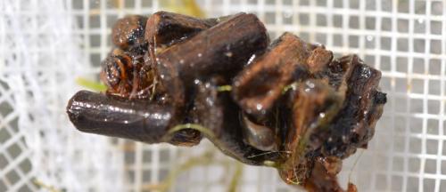 Réf. 356 511 : Limnephilus sp.